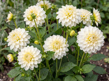 Load image into Gallery viewer, OpenPlantData Dahlia Go Go White