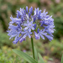 Load image into Gallery viewer, OpenPlantData Agapanthus Dr Brouwer