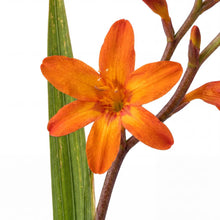Load image into Gallery viewer, OpenPlantData Crocosmia × crocosmiiflora Babylon