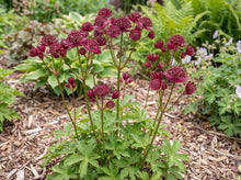 Load image into Gallery viewer, OpenPlantData Astrantia major Sparkling Stars Red