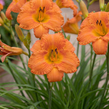 Load image into Gallery viewer, OpenPlantData Hemerocallis Mauna Loa