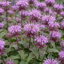Load image into Gallery viewer, OpenPlantData Monarda Beauty Of Cobham