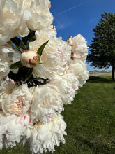 Load image into Gallery viewer, Shirley Temple (Herbaceas/Mid Season)