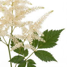 Load image into Gallery viewer, OpenPlantData Aruncus dioicus