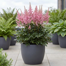 Load image into Gallery viewer, OpenPlantData Astilbe Younique Pink