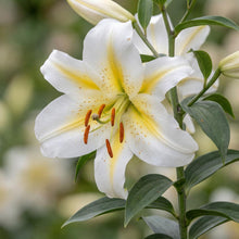 Load image into Gallery viewer, OpenPlantData Lilium Bafferari