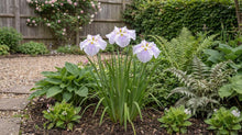 Load image into Gallery viewer, OpenPlantData Iris Ensata Kogesho