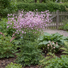 Load image into Gallery viewer, OpenPlantData Thalictrum delavayi Hewitts Double
