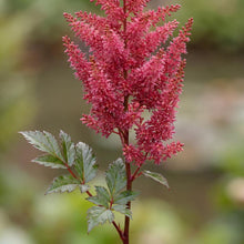 Load image into Gallery viewer, OpenPlantData Astilbe J Elisabeth Van Veen