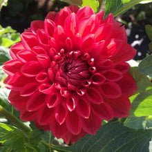 Load image into Gallery viewer, *NEW Tempest Tuber