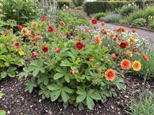 Load image into Gallery viewer, OpenPlantData Potentilla Arc-en-ciel