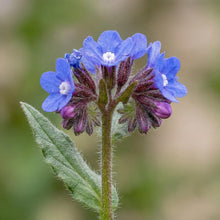 Load image into Gallery viewer, OpenPlantData Anchusa Loddon Royalist