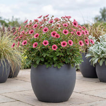 Load image into Gallery viewer, OpenPlantData Potentilla nepalensis 'Miss Willmott'