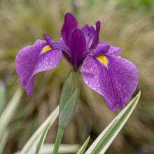 Load image into Gallery viewer, OpenPlantData Iris ensata Variegata