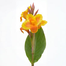 Load image into Gallery viewer, OpenPlantData Canna Taroudant