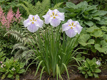 Load image into Gallery viewer, OpenPlantData Iris Ensata Kogesho