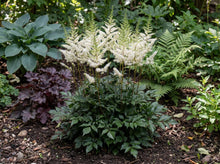 Load image into Gallery viewer, OpenPlantData Astilbe Mojito