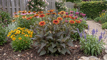 Load image into Gallery viewer, OpenPlantData Heliopsis helianthoides var. scabra Luna Roja