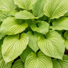 Load image into Gallery viewer, OpenPlantData Hosta Sum and Substance
