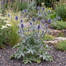 Load image into Gallery viewer, OpenPlantData Eryngium zabelii Big Blue