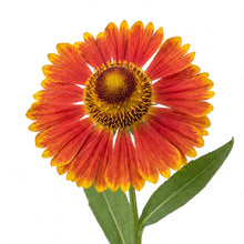 Load image into Gallery viewer, OpenPlantData Helenium Fuego