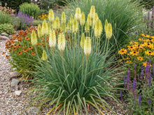 Load image into Gallery viewer, OpenPlantData Kniphofia Ice Queen