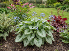 Load image into Gallery viewer, OpenPlantData Brunnera Jack Frost