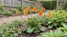 Load image into Gallery viewer, OpenPlantData Geum Miss Clementine