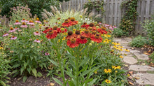 Load image into Gallery viewer, OpenPlantData Helenium Moerheim Beauty