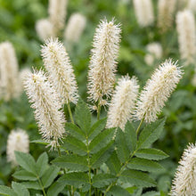 Load image into Gallery viewer, OpenPlantData Sanguisorba tenuifolia Strawberry Frost
