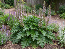 Load image into Gallery viewer, OpenPlantData Acanthus Mornings Candle