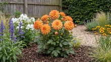 Load image into Gallery viewer, OpenPlantData Dahlia GoGo Orange