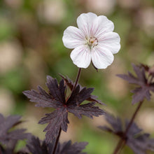 Load image into Gallery viewer, OpenPlantData Geranium pratense Midnight Ghost