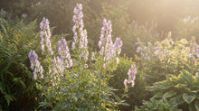 Load image into Gallery viewer, OpenPlantData Aconitum cammarum Bicolor