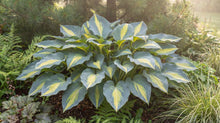 Load image into Gallery viewer, OpenPlantData Hosta Touch of Class