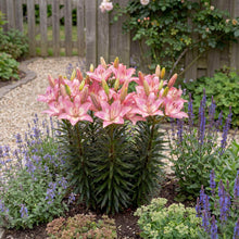 Load image into Gallery viewer, OpenPlantData Lilium Rozalynn