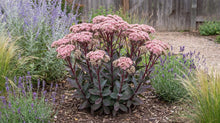 Load image into Gallery viewer, OpenPlantData Hylotelephium Matrona