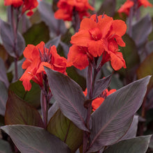 Load image into Gallery viewer, OpenPlantData Canna Red Futurity