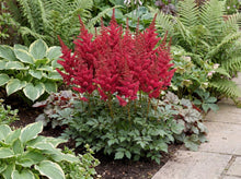Load image into Gallery viewer, OpenPlantData Astilbe Chinensis Elmo