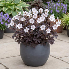 Load image into Gallery viewer, OpenPlantData Geranium pratense Midnight Ghost
