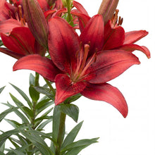 Load image into Gallery viewer, OpenPlantData Lilium Salinero