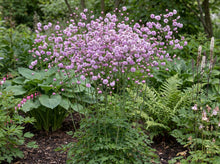 Load image into Gallery viewer, OpenPlantData Thalictrum delavayi Hewitts Double