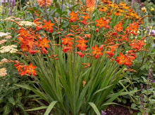 Load image into Gallery viewer, OpenPlantData Crocosmia × crocosmiiflora Babylon