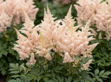 Load image into Gallery viewer, OpenPlantData Astilbe chinensis 'Milk and Honey'