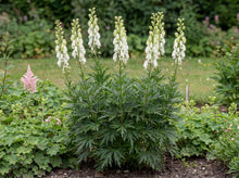 Load image into Gallery viewer, OpenPlantData Aconitum Album