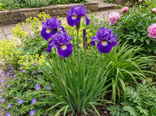 Load image into Gallery viewer, OpenPlantData Iris sibirica Concord Crush