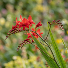 Load image into Gallery viewer, OpenPlantData Crocosmia crocosmiiflora Red King