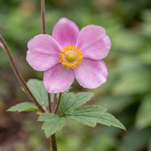 Load image into Gallery viewer, OpenPlantData Anemone September Charm