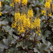 Load image into Gallery viewer, OpenPlantData Ligularia stenocephala Little Rocket