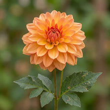Load image into Gallery viewer, OpenPlantData Dahlia GoGo Orange